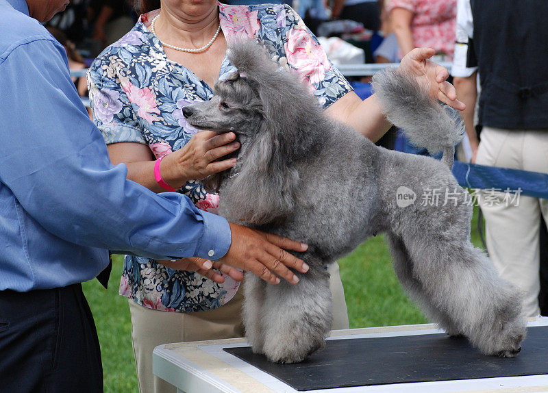 评委们会在doc show上对贵宾犬进行审查和检查